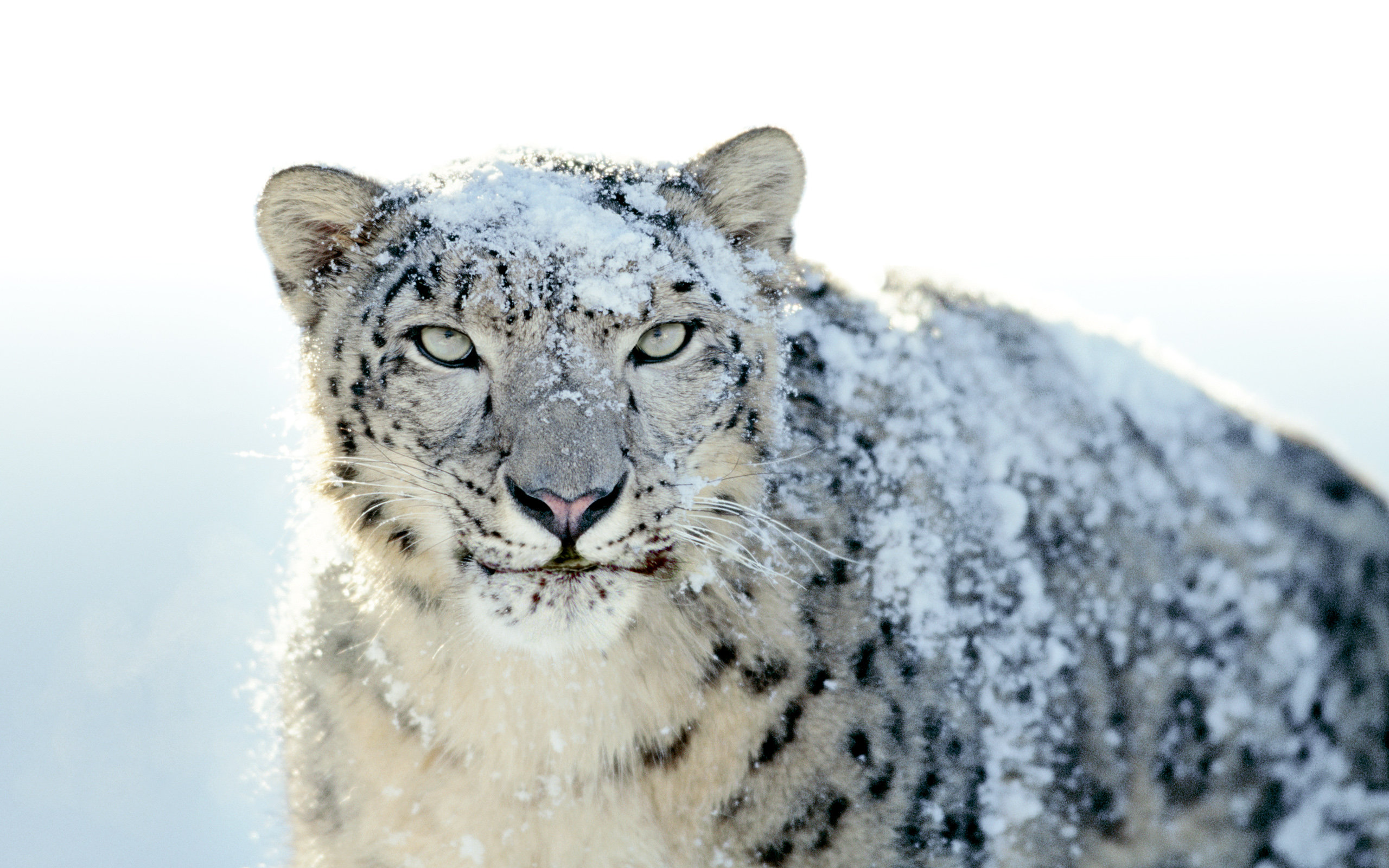 snow-leopard-3.jpg